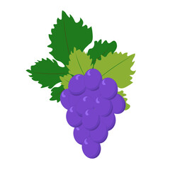 Grape on a white background. Vector illustration