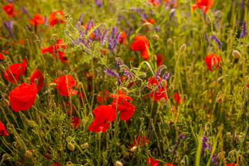 Poppy in beautiful meadows in summer