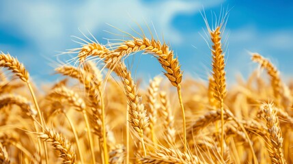 Golden wheat field under a clear blue sky. Close-up of ripe wheat heads swaying in the wind, perfect for agricultural and nature themes.