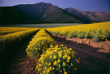 flower fields with mountain views