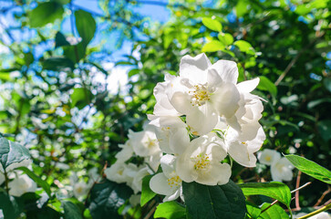 Jasmine, white flowers on branches in garden. Spring flowering of fragrant flowers.