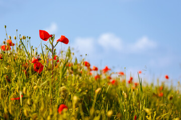 Poppy in beautiful meadows in summer