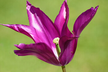 Lovely tulips blossom in the garden