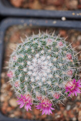 beautiful image with cactus of different species in a blurred background