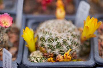 beautiful image with cactus of different species in a blurred background
