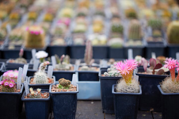 beautiful image with cactus of different species in a blurred background