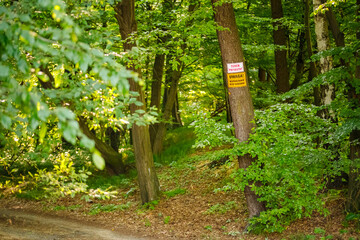 Road through the green forest © TomaszGwóźdźFoto