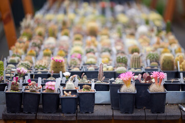 beautiful image with cactus of different species in a blurred background