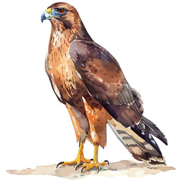recommend clip art: Watercolor vector of a hawk, isolated on a white background, design art, drawing clipart, Illustration painting, Graphic logo, hawk vector 