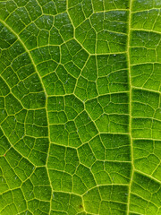 Macro Leaf veins taken at close range.