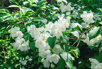 Jasmine, white flowers on branches in garden. Spring flowering of fragrant flowers.