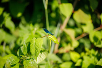 sitting dragonfly on a green leaf © TomaszGwóźdźFoto