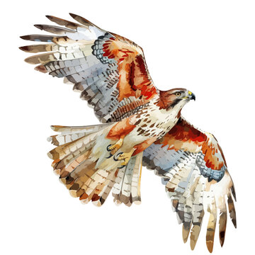 recommend clip art: Watercolor Illustration of a hawk, isolated on a white background, design art, clipart image, Graphic logo, drawing clipart, hawk vector, Illustration painting.