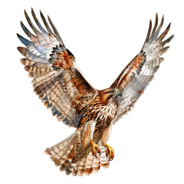 recommend clip art: Watercolor drawing vector of a hawk, isolated on a white background, clipart image, Illustration painting, design art, hawk vector, Graphic logo, drawing clipart. 