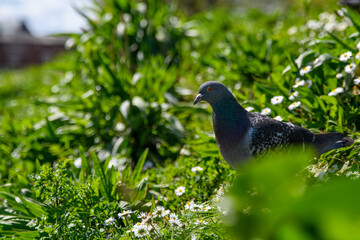 Bird's, Pigeon's living and breeding in communities. Bright iridescent, colourful plumage, 