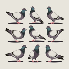 Six-set Pigeon silhouette on white background vector illustration.