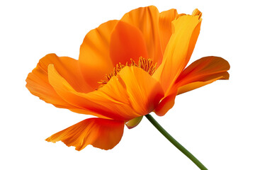 Orange flower isolated on transparent background