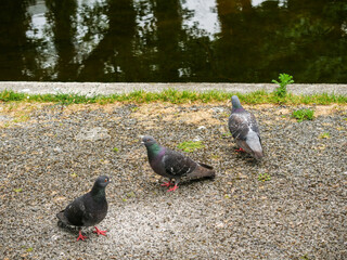 Three pigeons are walking on a gravel road. The birds are black and white. Simple porridge on the ground to eat. Animal feed in town park. Support nature theme.