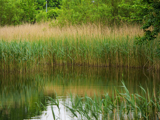 A pond with tall grass and trees in the background. The water is calm and still. The scene is peaceful and serene. Town park.