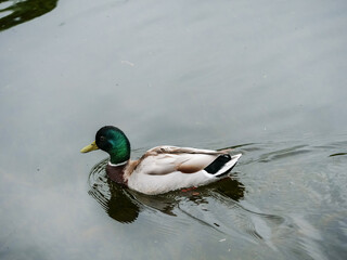 A duck is swimming in a pond. The water is calm and the duck is the only one in the scene. Nature moment.