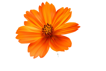 Orange flower isolated on transparent background