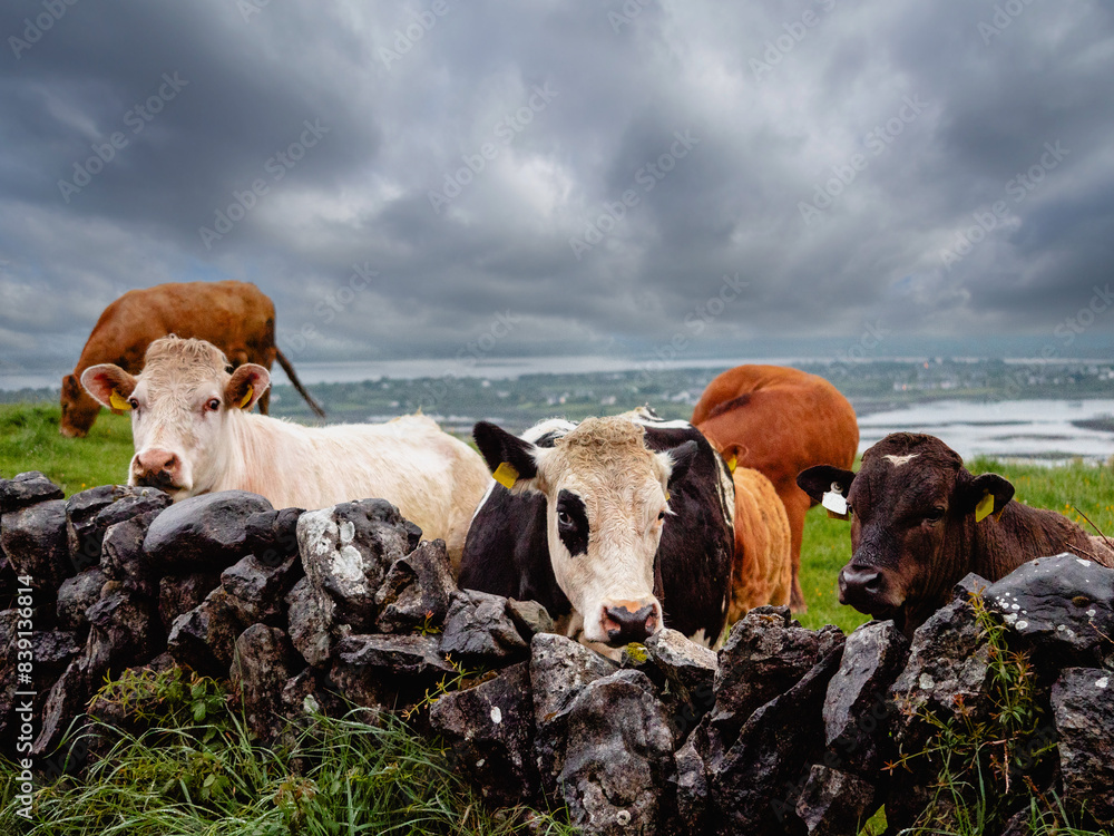 Wall mural a cow is grazing in a field behind a stone wall. the wall is made of large rocks. the scene is peace