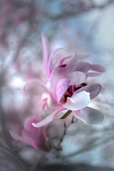 Urok magnolii