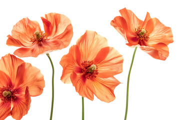 Obraz premium Orange flowers isolated on transparent background