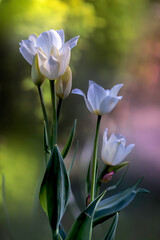 Wiosenne tulipany
