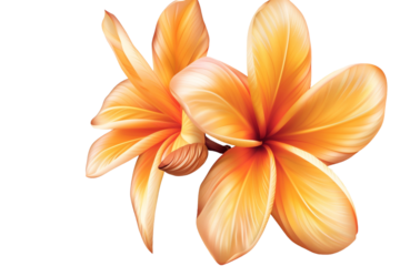 Orange flowers isolated on transparent background