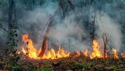 Forest fires release carbon dioxide and other greenhouse gasses, such as methane into the...