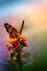 Kolorowy motyl