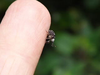 Figwort weevil (Cionus scrophulariae) walking on a human finger