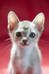 Porträt eines Singapura Kitten