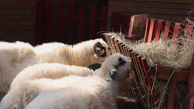 animals in zoo park in cages.sheeps,goats eating dry grass.cute rabbits bunny eating from manger, sitting on back paws.monkey on net fence, lemur.many tortoise in basin.alligator stand still.