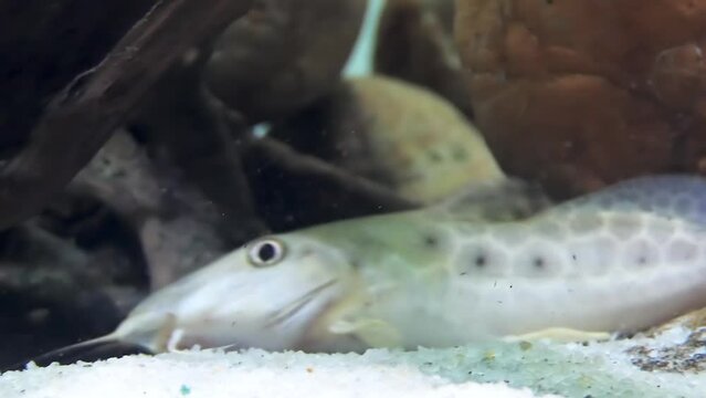 Giraffe catfish, Auchenoglanis occidentalis