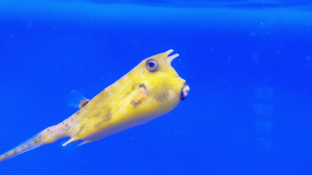 Longhorn cowfish, Lactoria cornuta