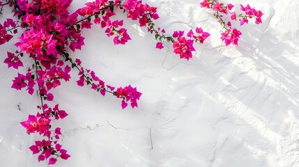 vibrant pink bougainvillea flowers in full bloom against a white wall, casting a beautiful shadow.