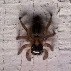 Small spider. Macro photography