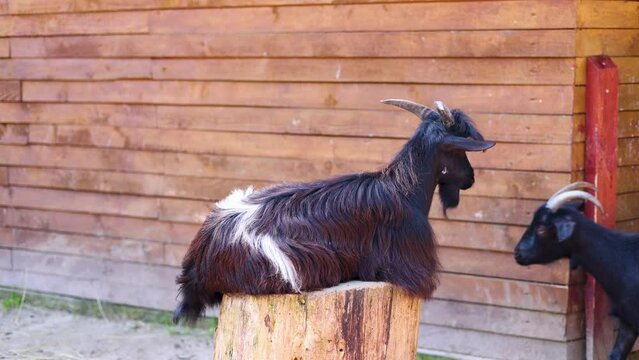 animals in zoo park in cages.sheeps,goats eating dry grass.cute rabbits bunny eating from manger, sitting on back paws.monkey on net fence, lemur.many tortoise in basin.alligator stand still.