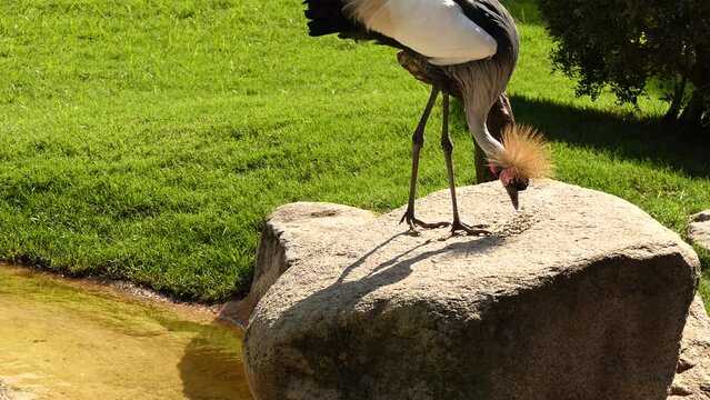 Black crowned crane (Balearica pavonina)