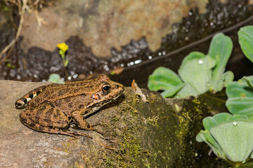 Iberian Green Frog - Pelophylax perezi