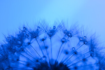 Dandelion with dew drops on a blue background. Close-up. Desktop wallpapers.