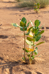 Desert plants in the dunes in Dubai, UAE.
