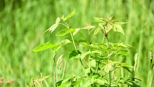 Acer negundo, box elder, boxelder maple, Manitoba maple or ash-leaved maple, is maple native to North America. It is fast-growing, short-lived tree with opposite, compound leaves.