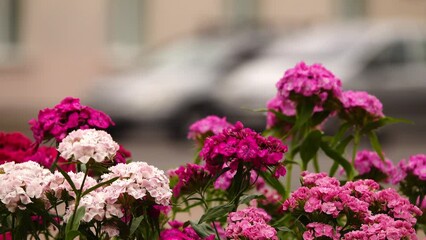 Dianthus barbatus, sweet William, is flowering plant in family Caryophyllaceae, native to southern Europe and parts of Asia. It has become popular ornamental garden plant.