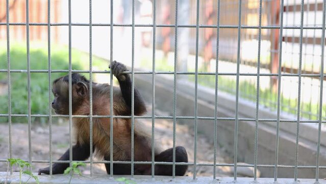 animals in zoo park in cages.sheeps,goats eating dry grass.cute rabbits bunny eating from manger, sitting on back paws.monkey on net fence, lemur.many tortoise in basin.alligator stand still.