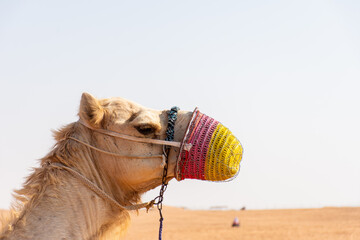 Close-up of camel in the desert in Dubai, UAE.