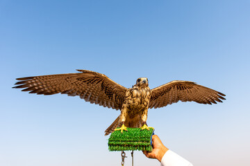Red-tailed hawk against blue sky in Dubai, UAE.