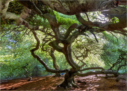 Krummer Baum